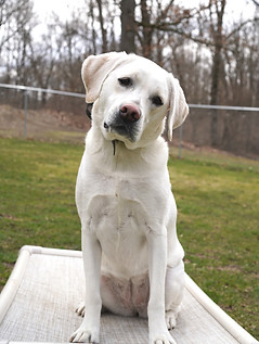 Dog on place bed during their board and train with Train With Layne