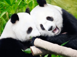 Zoo de Beauval