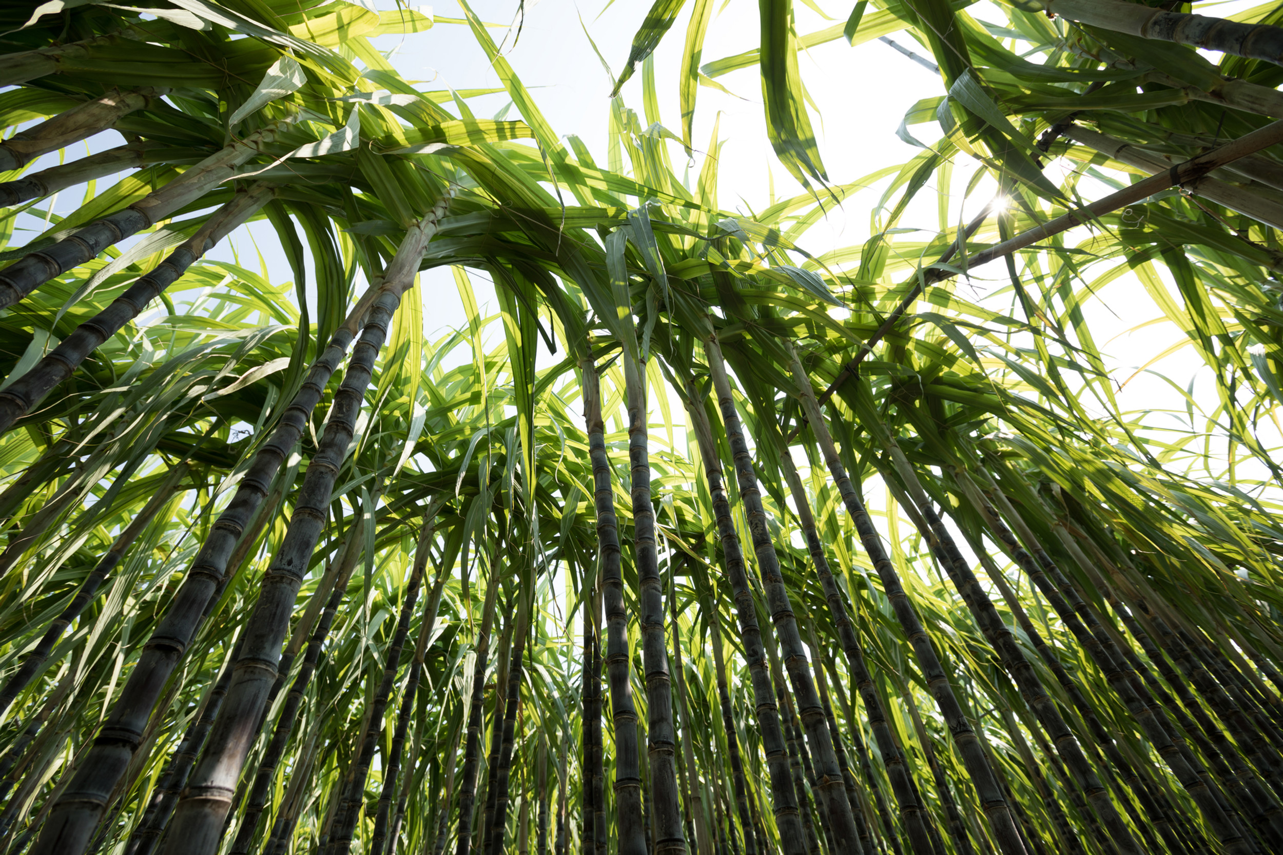 Bulk Liquid Sugar Bulk Liquid Sweetener foodguys