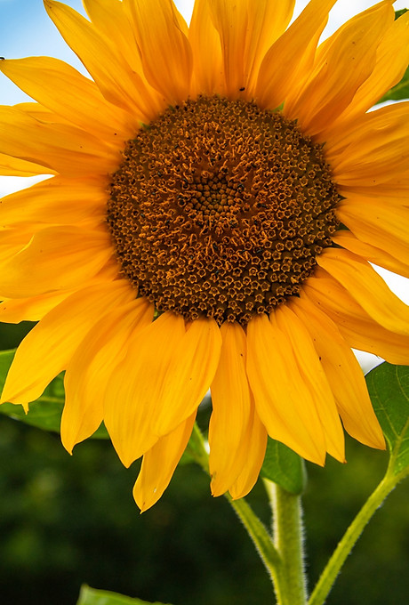 sunflower_on_allotments_original_edited.jpg