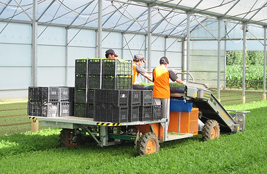 Cosechadora Foglia 8000 Pic4.jpg