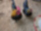 brown_red_oe_bantam2.jpg