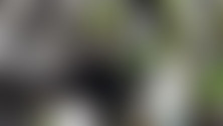 PÈLERINAGE À LOURDES 2025