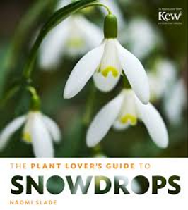 plant lovers guide to snowdrops.png