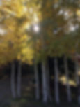 aspen.JPG
