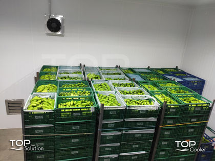 bananas verde na câmara fria entrando em processo de maturação.jpg