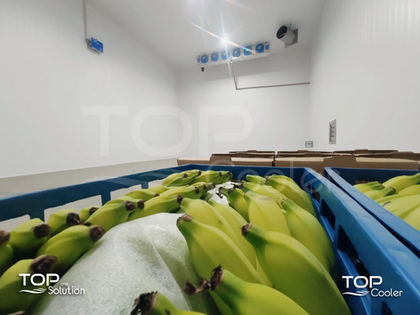 camara fria para maturação de bananas amadurecimento rápido.jpg