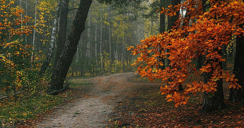 L'automne, une saison propice à la découverte de la forêt
