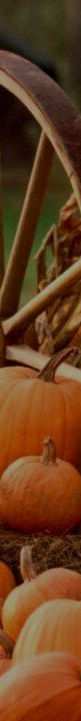 Pumpkin patch.jpg