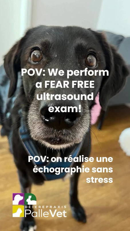Échographie sans stress / Fear Free Ultrascound Exam