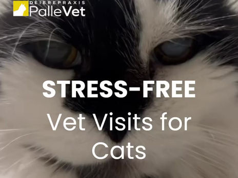 Visite vétérinaire sans stress / Stress free visit