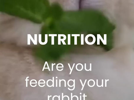 Alimentation lapin / Rabbit nutrition