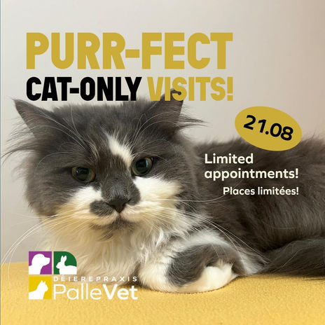 Soirées Cat-Only / Cat-Only appointments