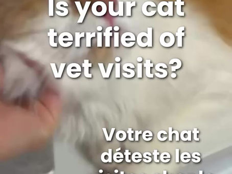 Votre chat déteste les visites vétérinaires? / Is your cat terrified of vet visits?