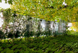 Chlorophyll.jpeg