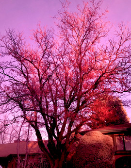 dad pink tree.jpeg