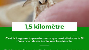 Le Saviez-Vous ? #21