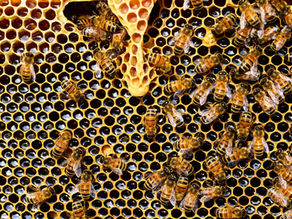 Abeille et bio-inspiration : une architecte de génie !