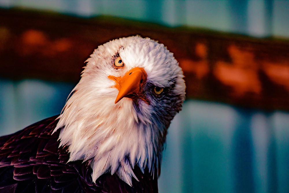 Biomimétisme espèces d'aigle Bioxegy