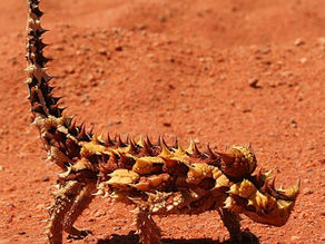 Lézard australien préhistorique et gestion de l’eau !