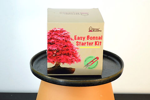 GROW YOUR OWN BONSAI TREE STARTER KIT | Oficina Verde Lisboa