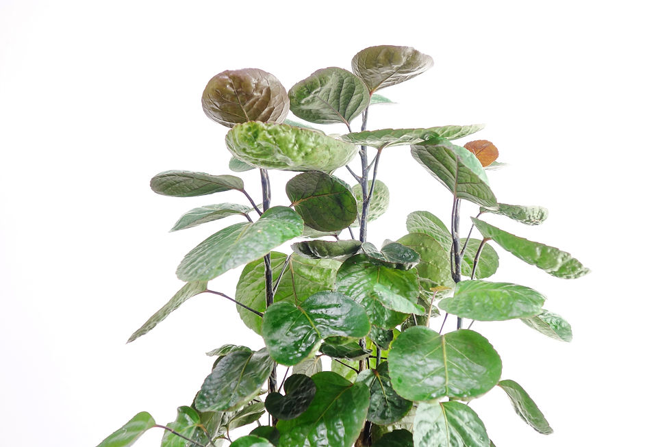 Thumbnail: Polyscias Fabian - Aralia Fabian