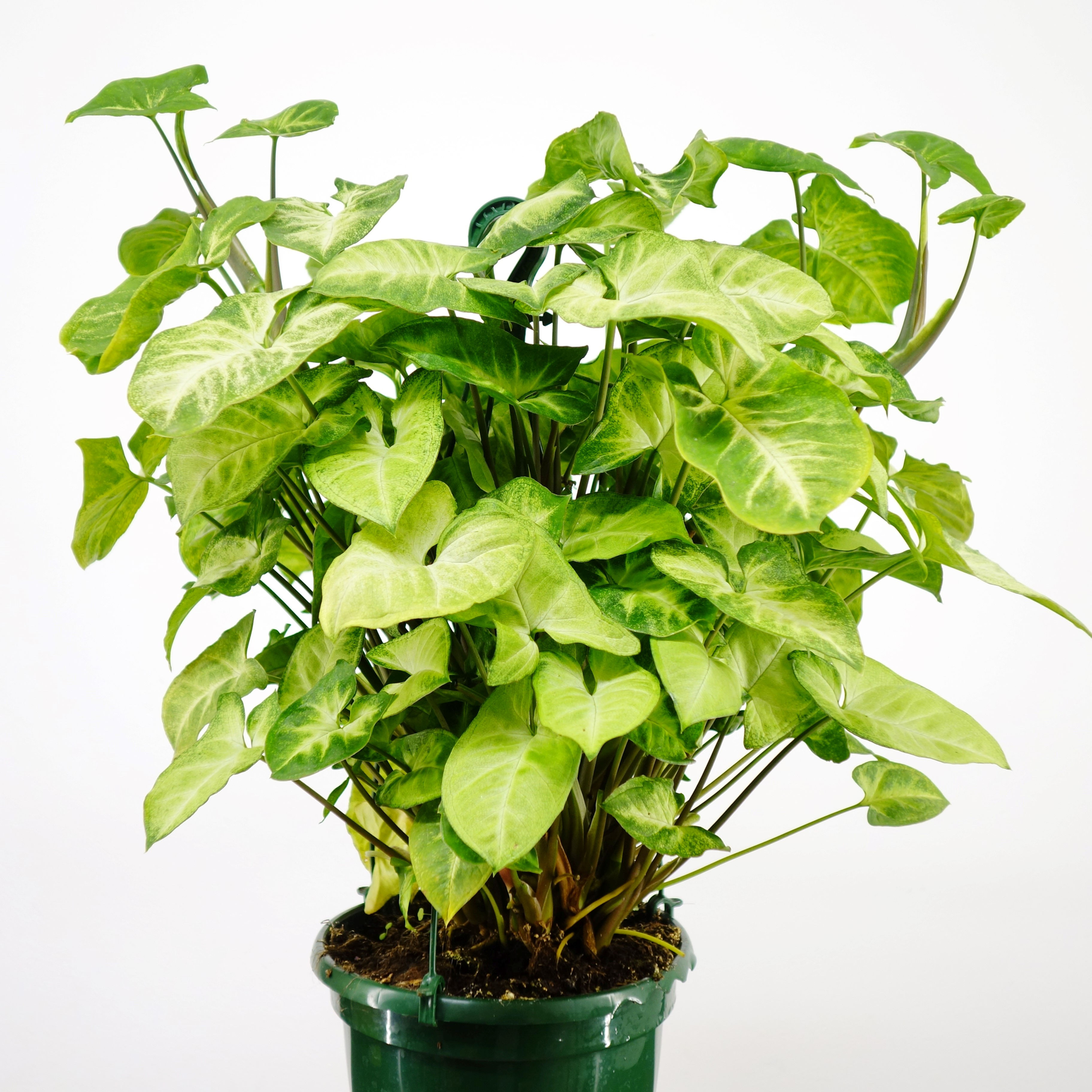 Syngonium Pixie Basket (fam Araceae)