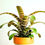 Thumbnail: "Red Chestnut" Bromelia - Vriesea Fosteriana
