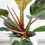 Thumbnail: Philodendron Erubescens (fam. Araceae)