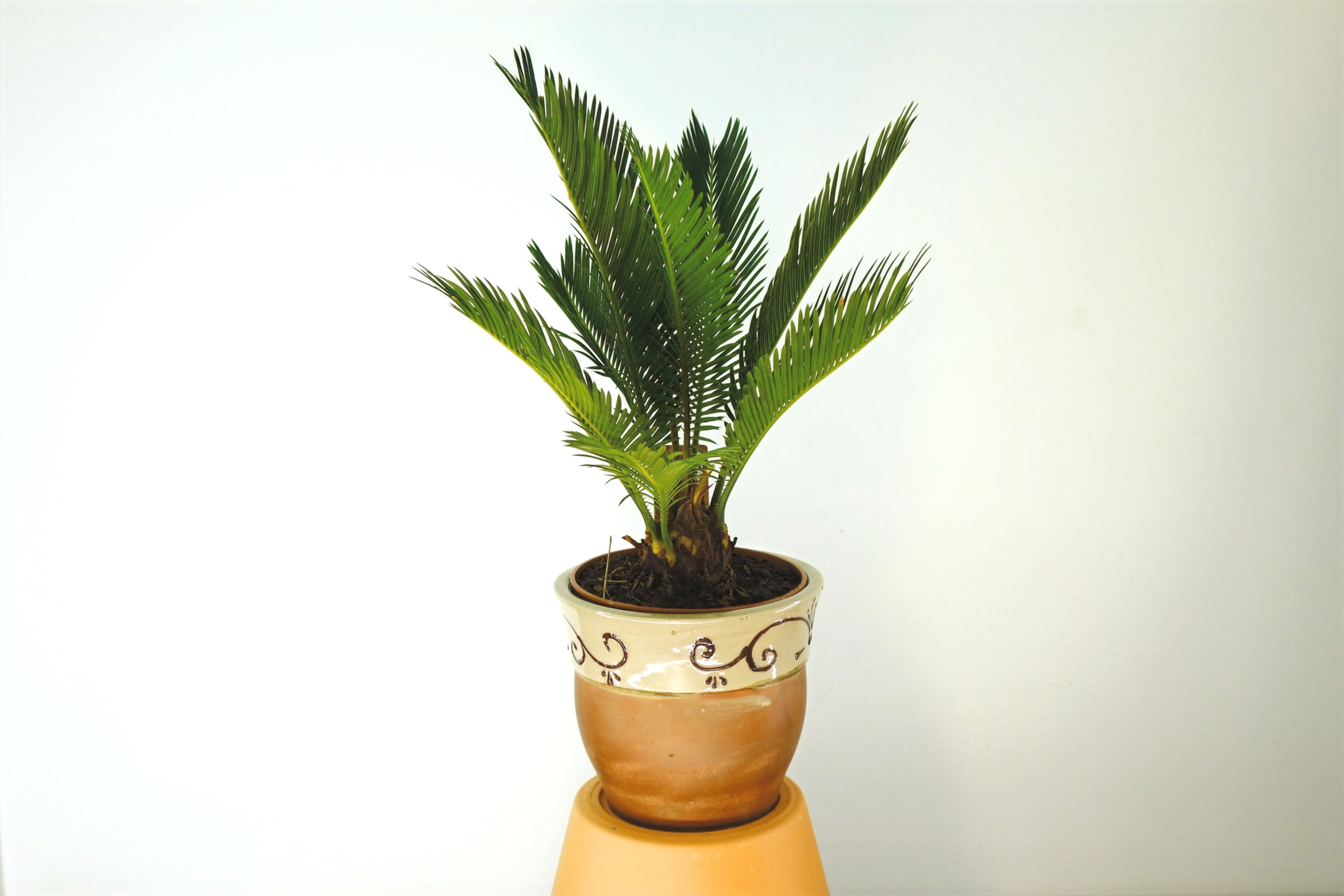 Cycas (fam.Cycadaceae)