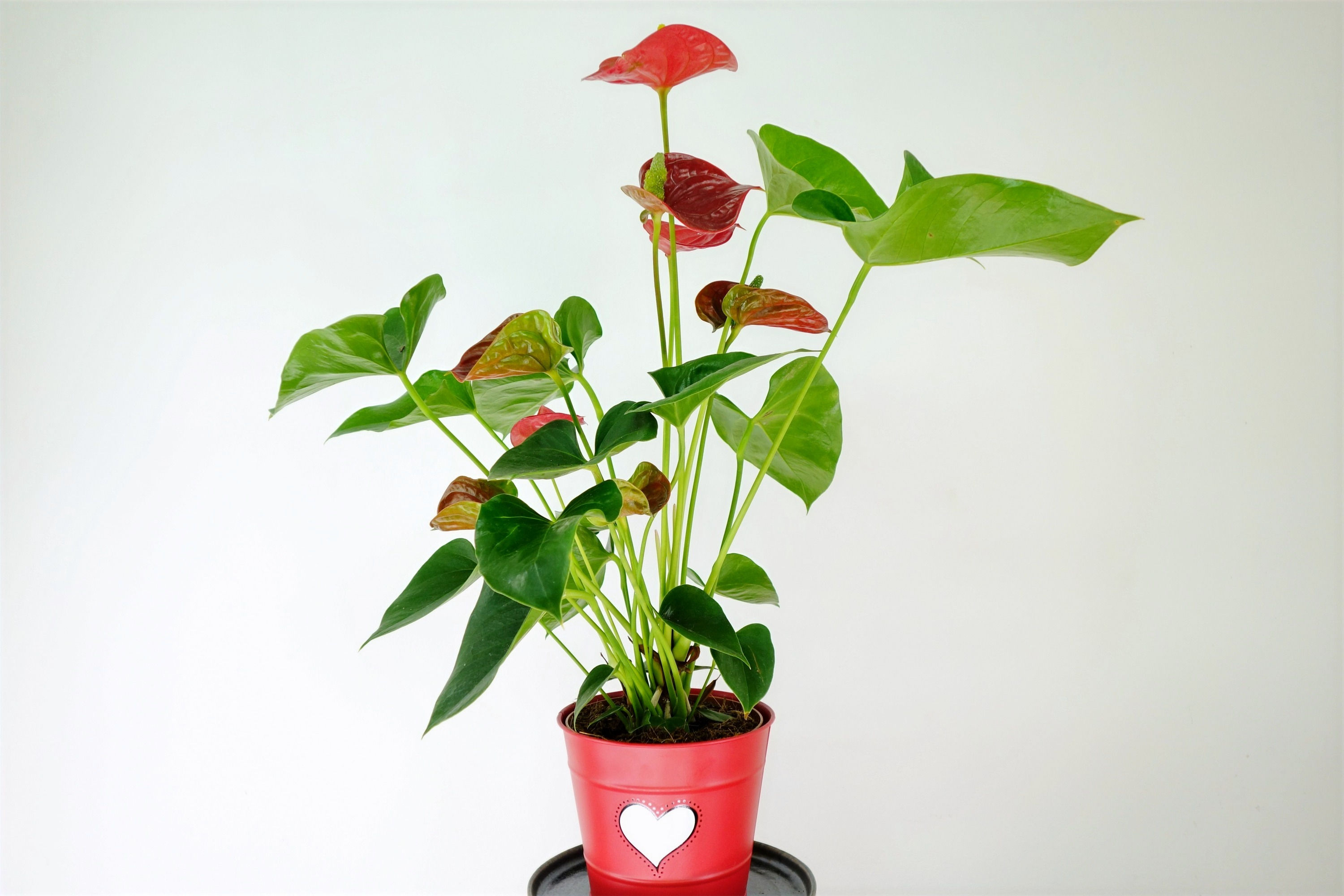 Anthuryum Andraeanum (fam. Araceae)