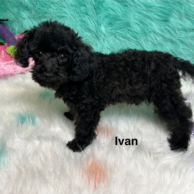 IVAN- Toy Poodle