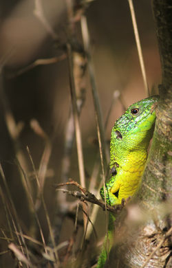 Lacerta bilineata