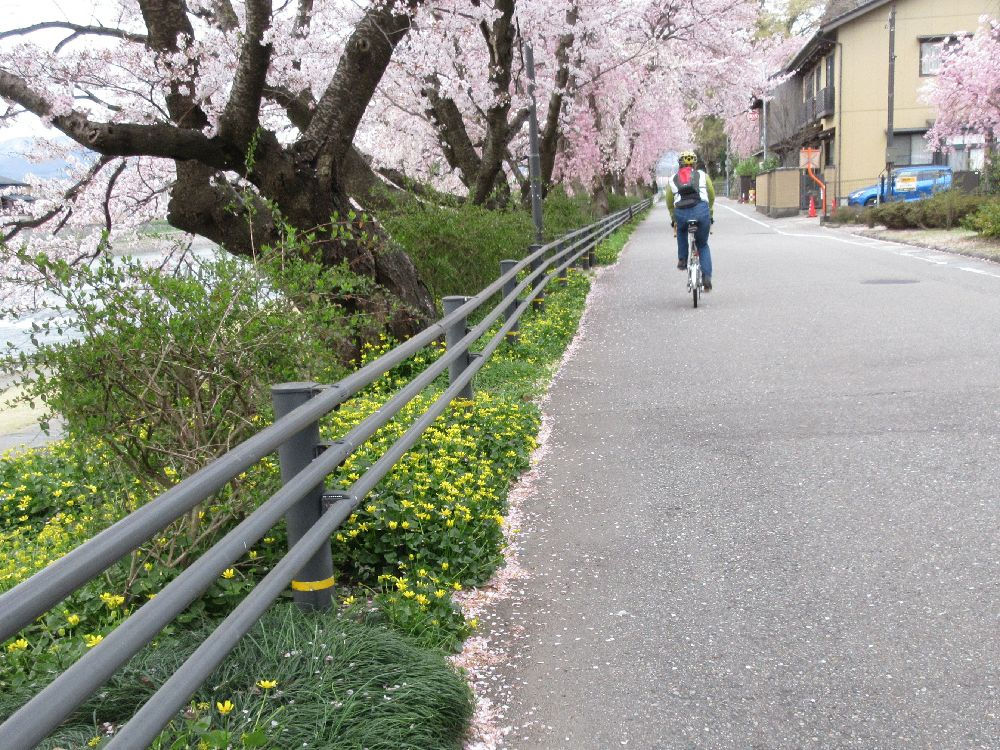 しづ心なく花の散るらむ