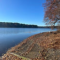 Lakefront View In Westford With Calm Water, Tree-Lined Shore, And Fallen Autumn Leaves
