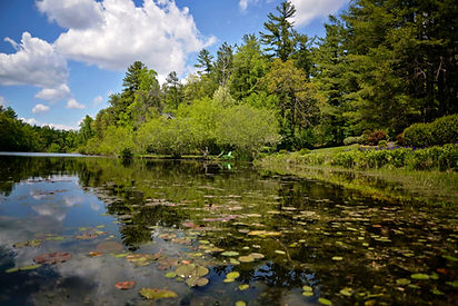 lake with lily pads surrounded by trees