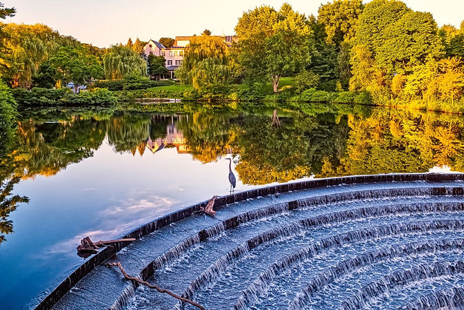 Bird on calm scenic lake
