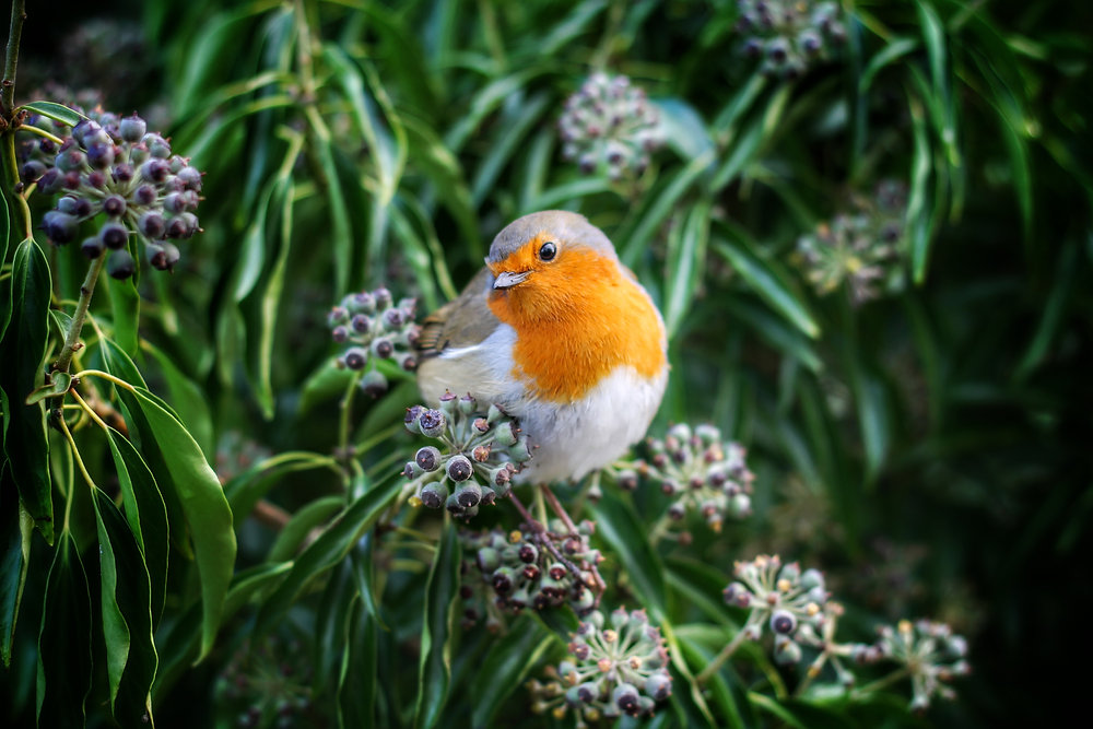 Apton Robin Aye up Fred: a heartwarming customer story of a woodland & a robin...
