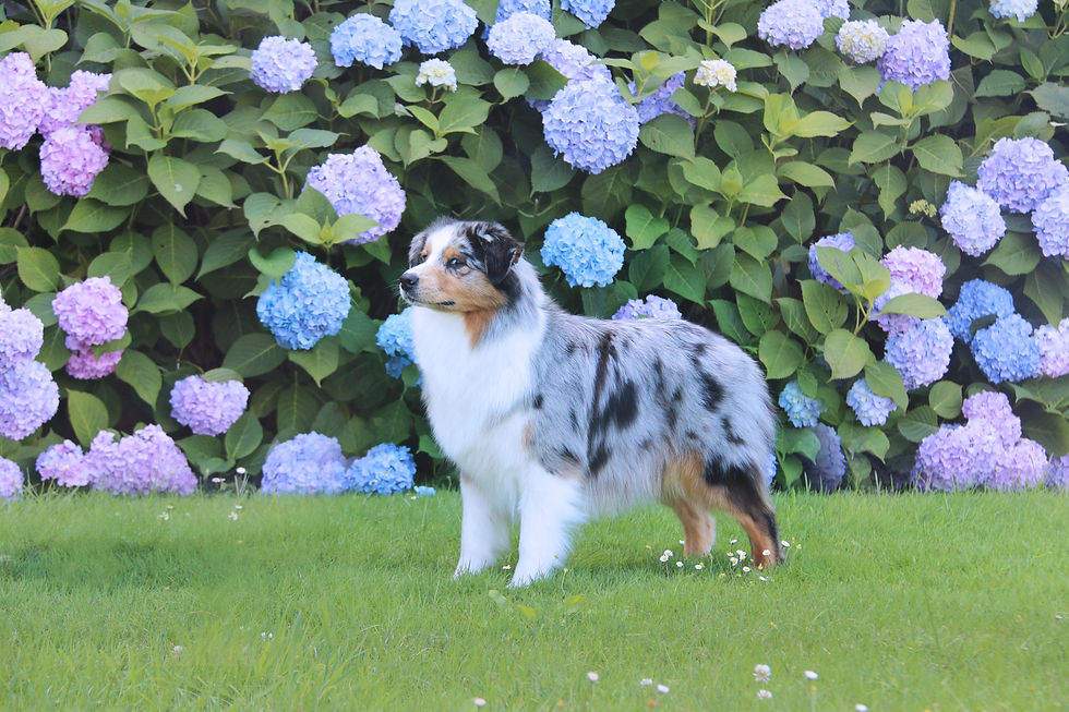 De la Colombe Bearnaise