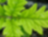 Plant sap analysis.png