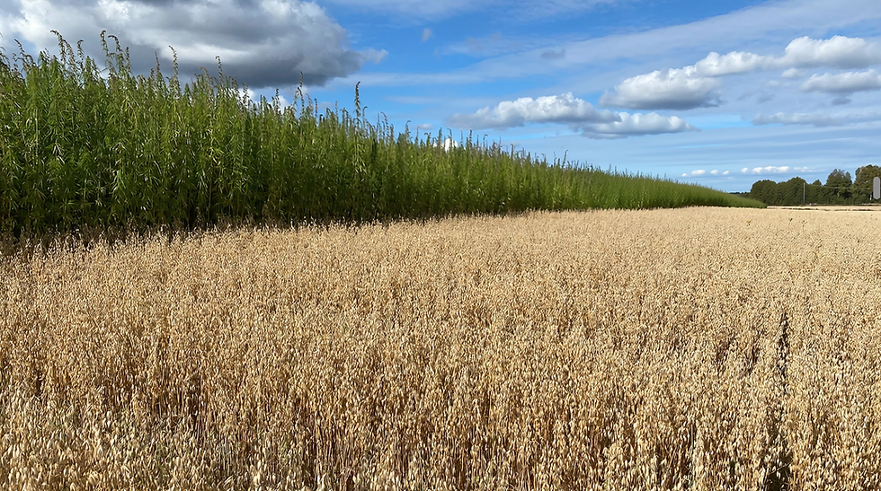 Soil Nutrients for Plant Uptake – Plant Metabolism and Soil Microbiology