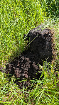Lapionäyte Hämeenjärvi 20250821 Antti Luomala.jpg