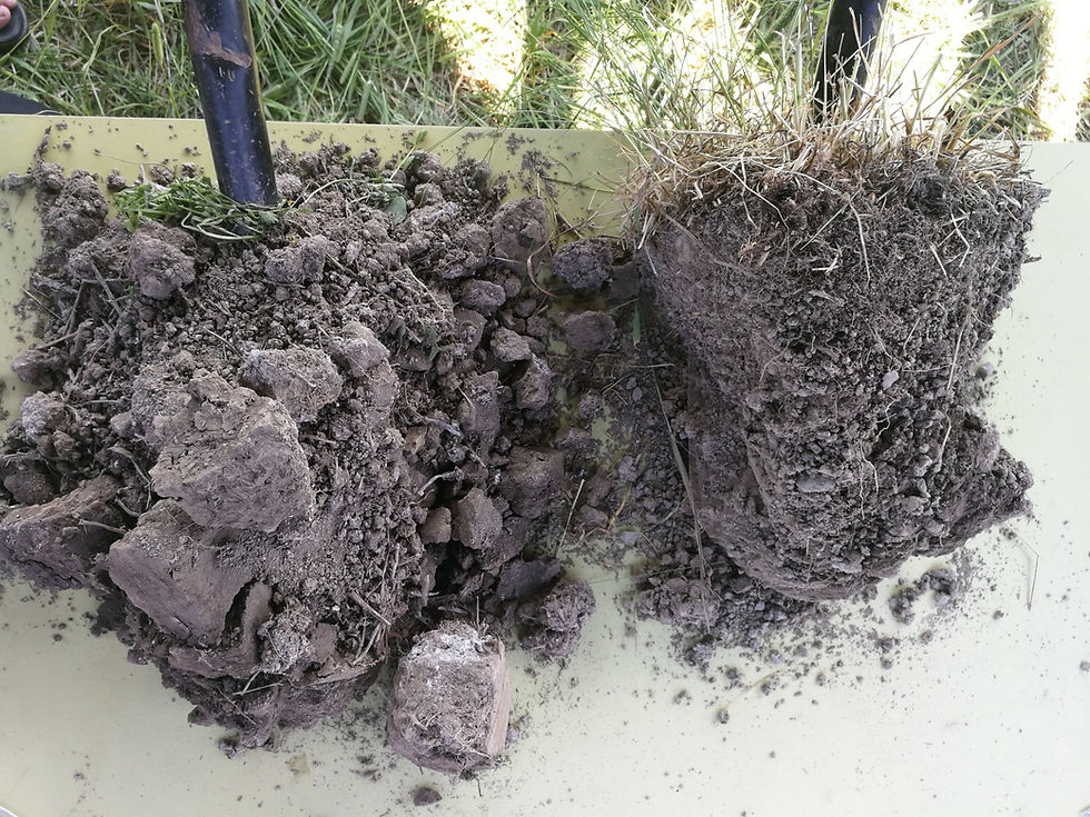 Healthy and Vibrant Soil – What Does the Soil Food Web Tell Us and How to Manage It?
