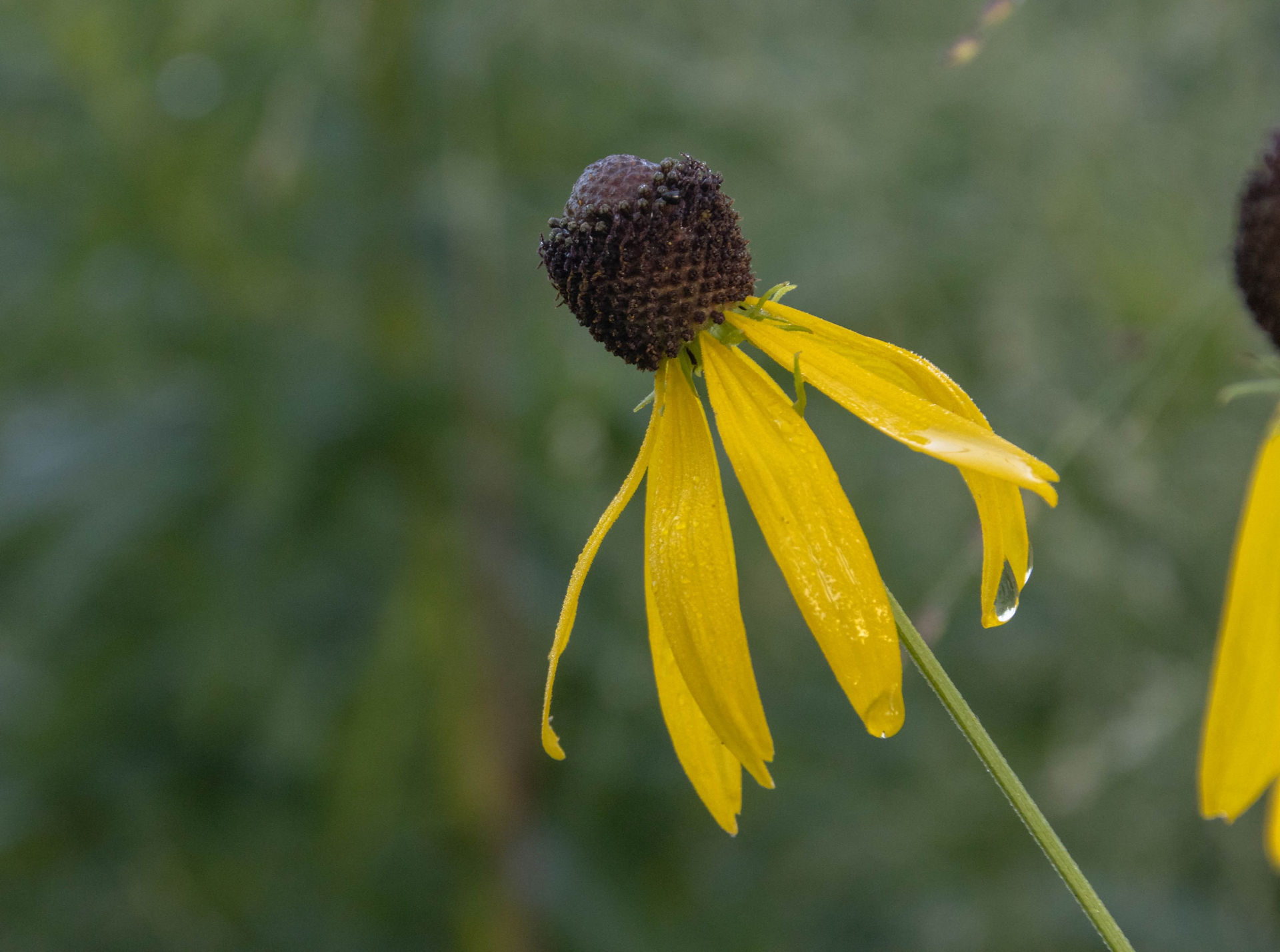 greyhead coneflower