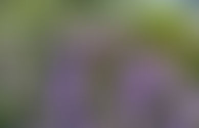 Nurturing your ecoscape with native plant landscaping