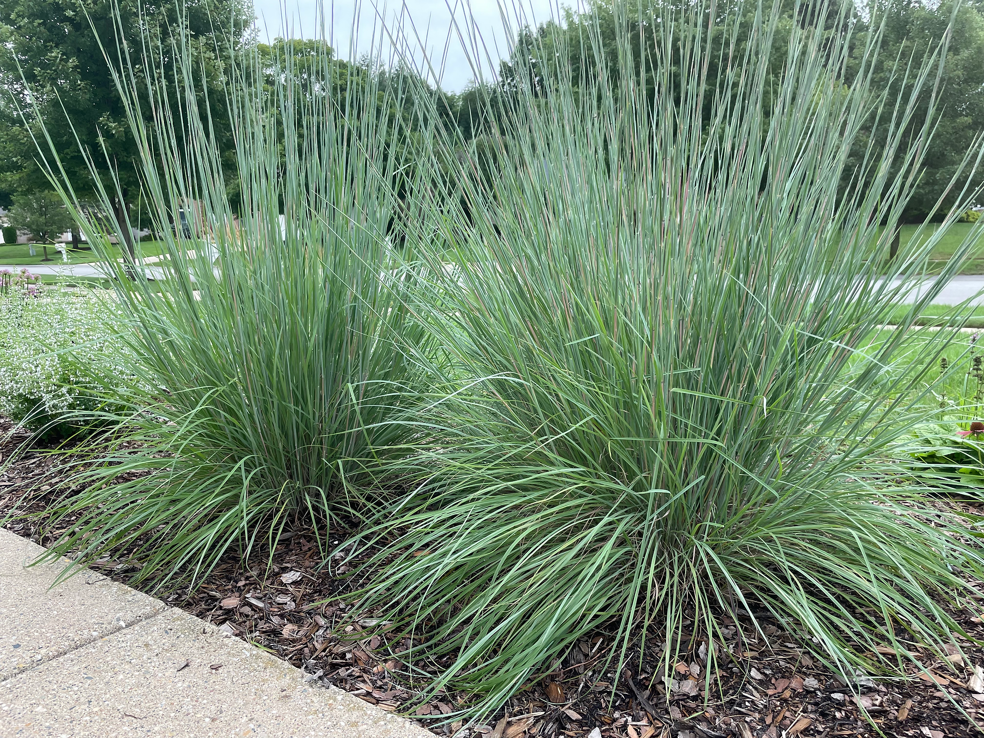 little bluestem