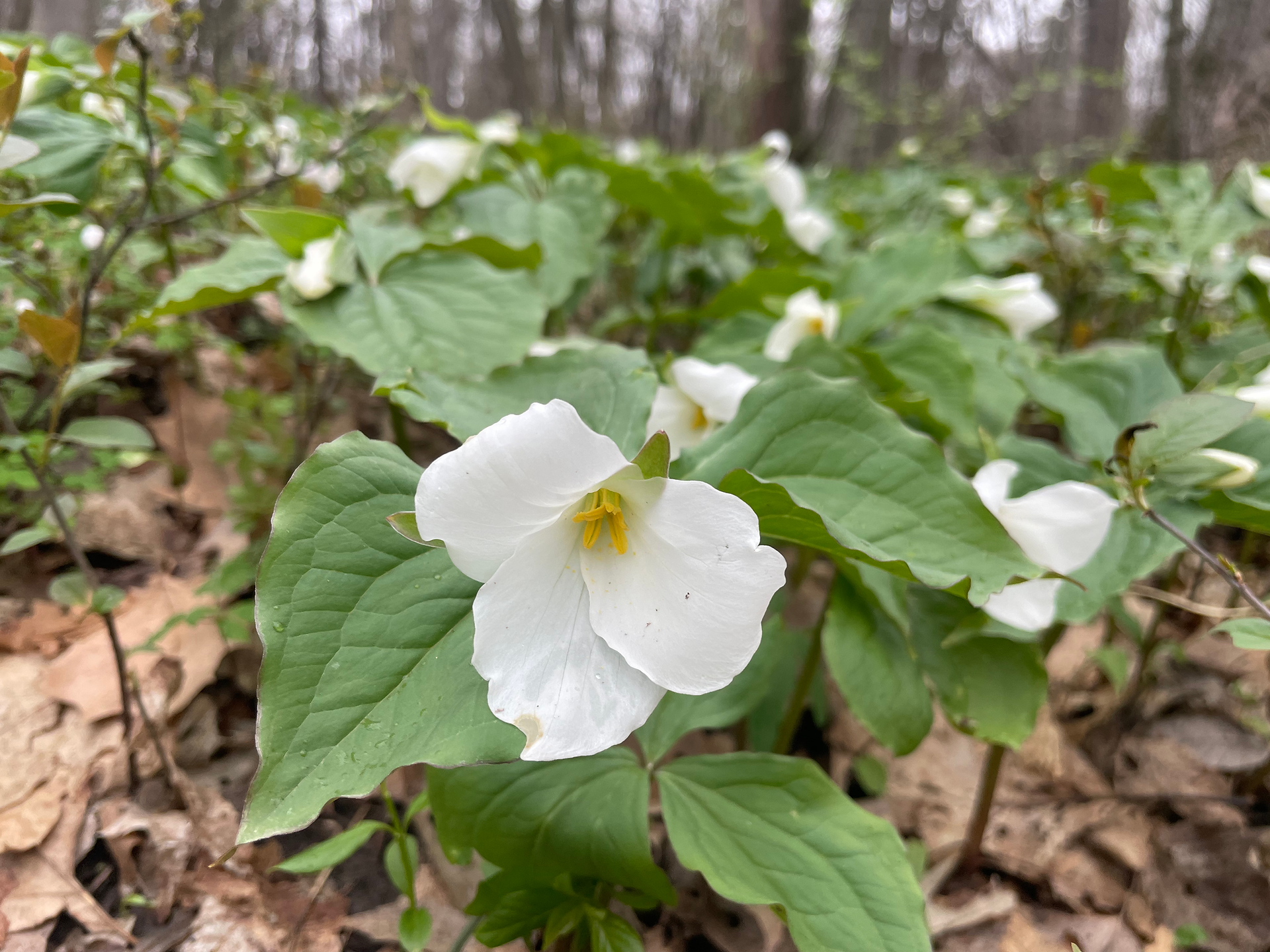 trillium