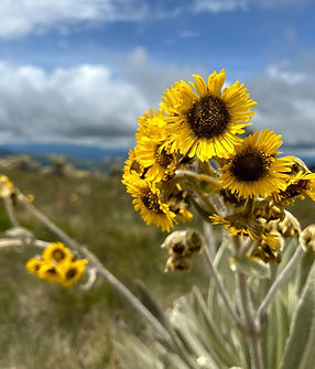 Flor de Frailejon.jpeg