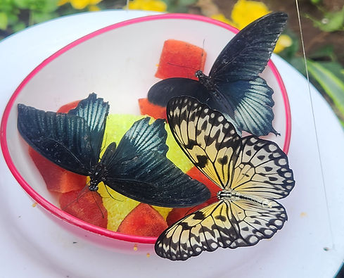 3 butterflies eating watermelon out of a bowl