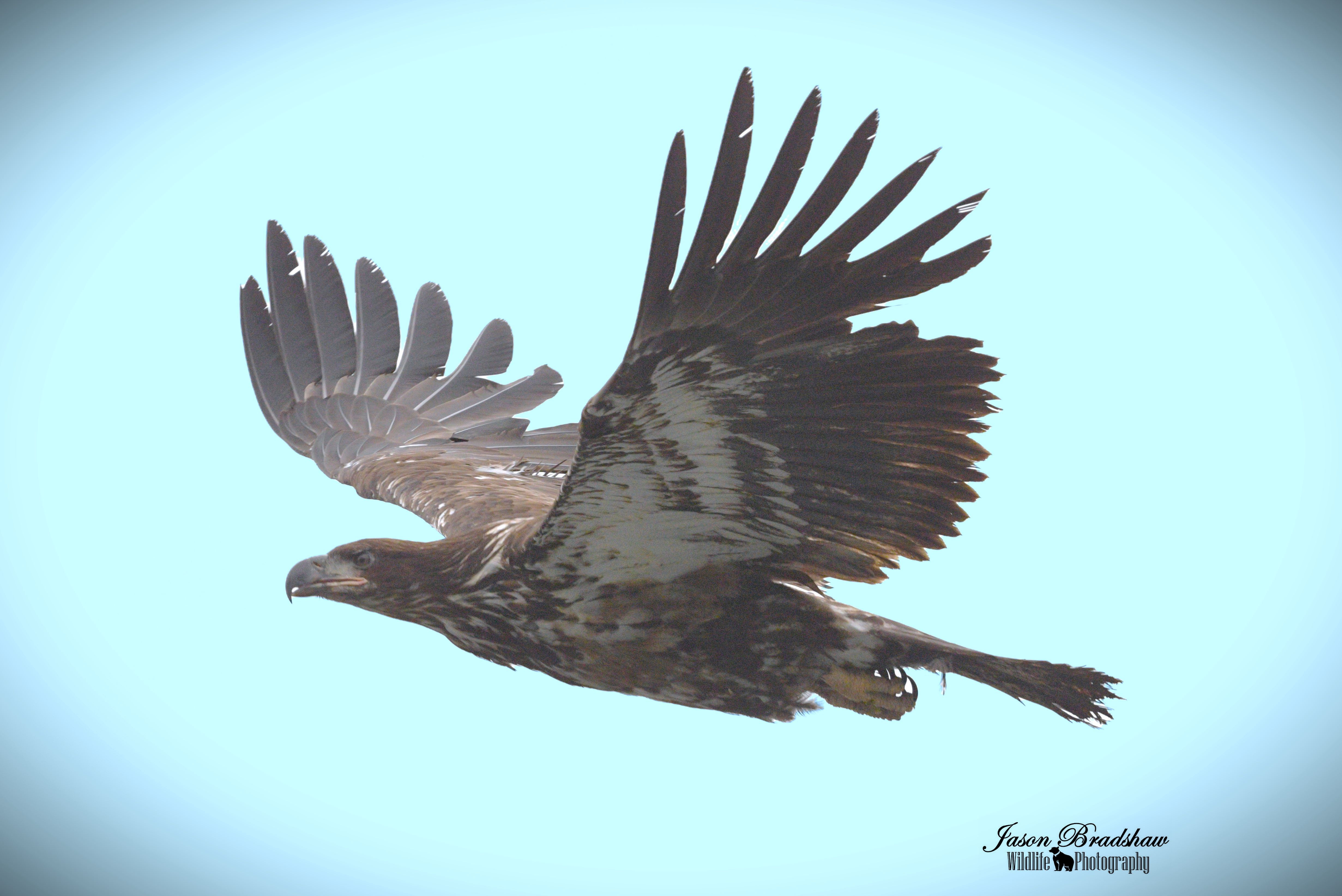 Juvenile Bald Eagle in flight